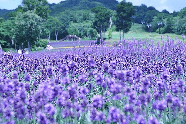 ★6/30 7/13 催行決定★【横浜発】夏限定!紫の絶景とグルメ天国へ! たんばらラベンダーと川場田園プラザ満喫ツアー1